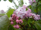 Syringa vulgaris_Lilac (2014, April 10)