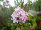 Syringa vulgaris_Lilac (2014, April 10)