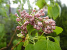 Syringa vulgaris_Lilac (2014, April 10)
