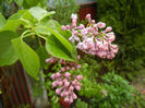 Syringa vulgaris_Lilac (2014, April 10)
