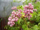 Syringa vulgaris_Lilac (2014, April 10)