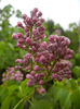 Syringa vulgaris_Lilac (2014, April 10)