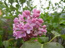 Syringa vulgaris_Lilac (2014, April 10)