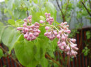 Syringa vulgaris_Lilac (2014, April 10)
