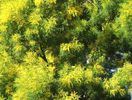 Acacia auriculiformis