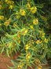Acacia confusa