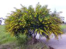 Acacia cyanophylla