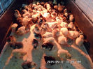 SAM_0516