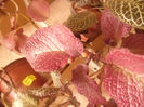 Strawberry  Patch -cu bobocei