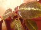 La Solidad Bronze