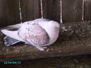 IMG_0196