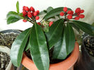 Skimmia japonica