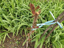 DSCF6449