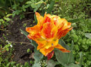 DSCF6457