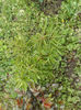 DSCF6462