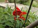 DSCF6476