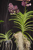 Atentie la plantele luate de pe site-uri sau Ebay