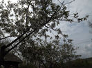 DSCF6503