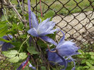 DSCF6512