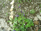 flori 037