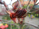 Acer Crimson Sentry (2014, April 07)