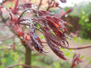 Acer Crimson Sentry (2014, April 10)