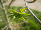 Liquidambar styraciflua (2014, April 04)