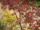 Acer Katsura & Bloodgood (2014, Apr.11)