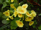 Primula polyanthus Yellow (2014, Apr.10)