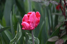 IMG_2607