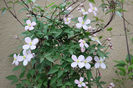 Clematis Montana