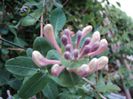 poze 2014 229/lonicera