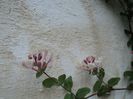 poze 2014 244