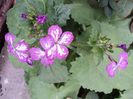 poze 2014 230/lunaria,pana calatorului,banutul lui Iuda