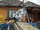 SAM_0698