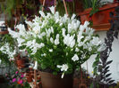 Campanula alba !