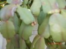 DSCN4653