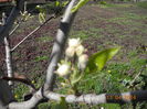 DSCN4657