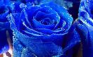 trandafiri-albastri-3_6c07b12fe56f51