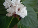 clerodendrum
