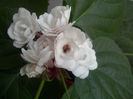 clerodendrum
