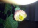 abutilon