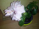 hibiscus