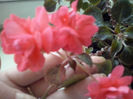 impatiens