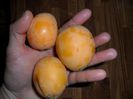 fructe de loquat