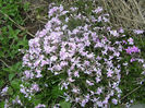 flori 061