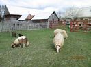 IMG_2292