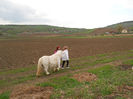 calarie Gherla 13.04.2014 005