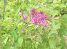 Picture 2755