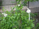 Picture 2765